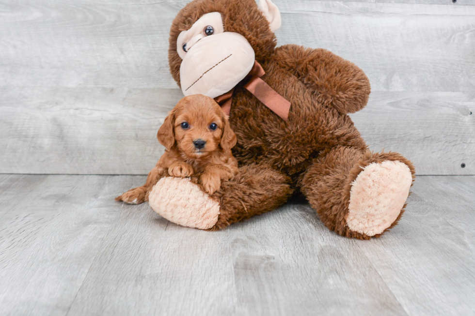 Adorable Cavoodle Poodle Mix Puppy