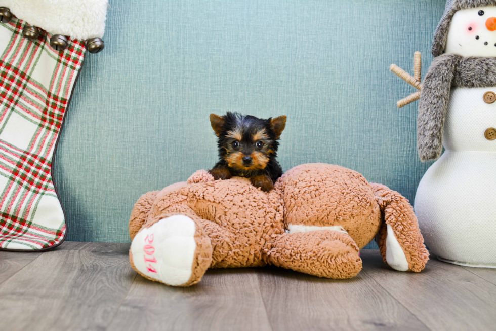 Meet Tinkerbell - our Yorkshire Terrier Puppy Photo 