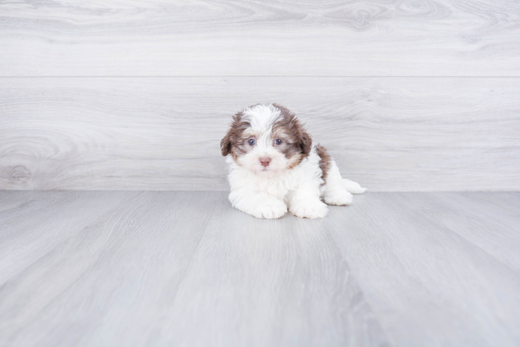 Small Havanese Baby