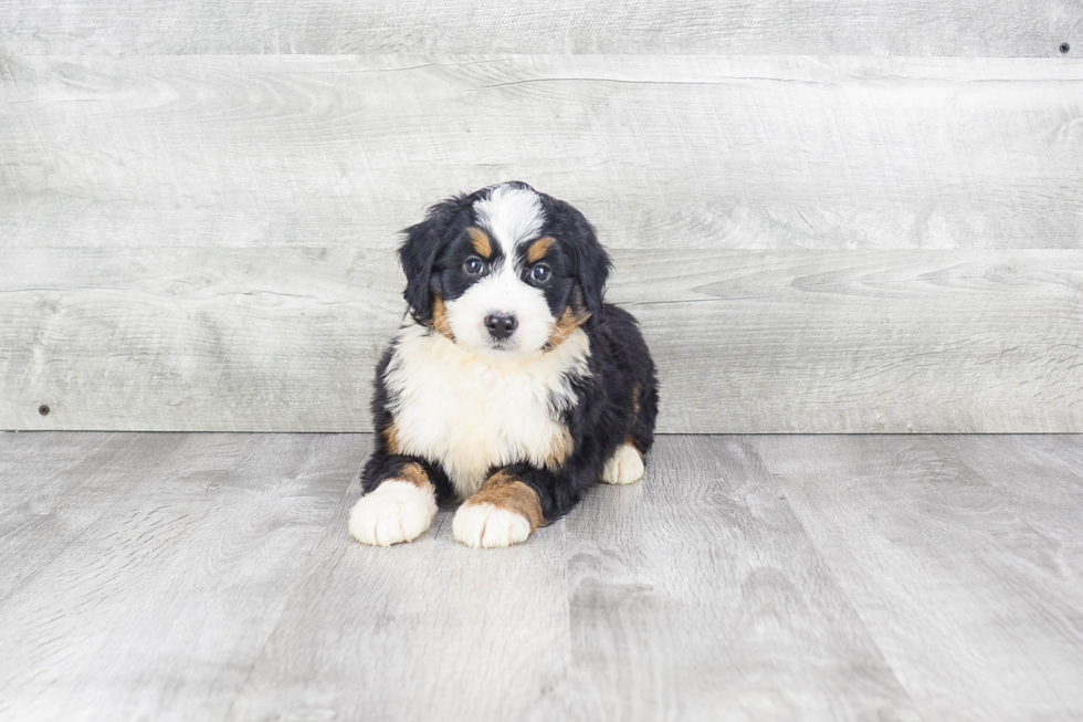 Mini Bernedoodle Pup Being Cute