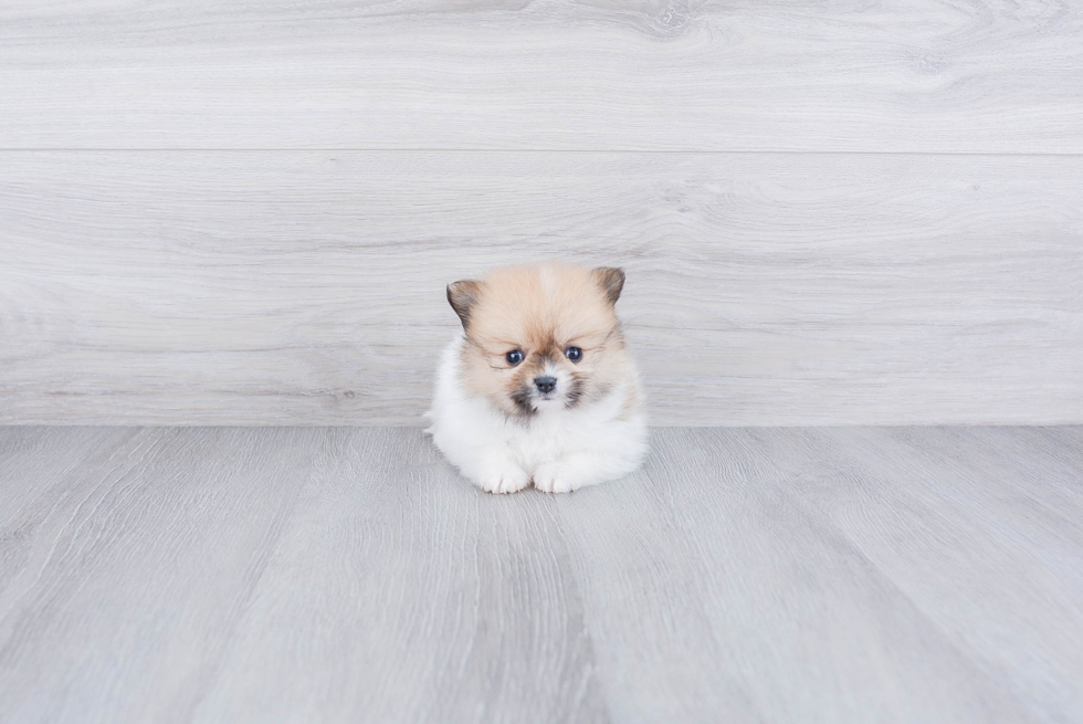 Funny Pomeranian Baby