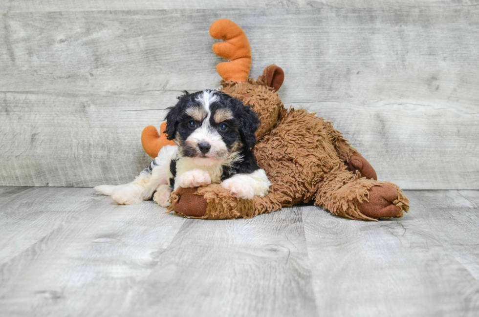 Cavachon Pup Being Cute