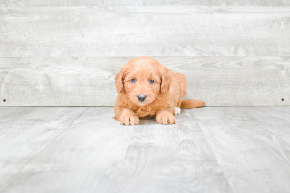 Funny Mini Goldendoodle Poodle Mix Pup