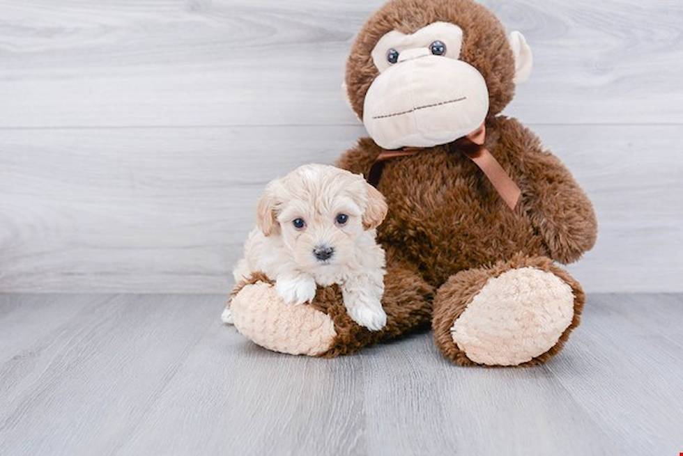 Friendly Maltipoo Baby