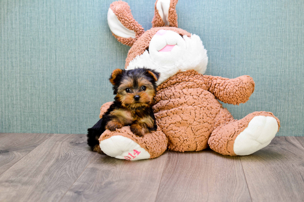 Meet Nugget - our Yorkshire Terrier Puppy Photo 