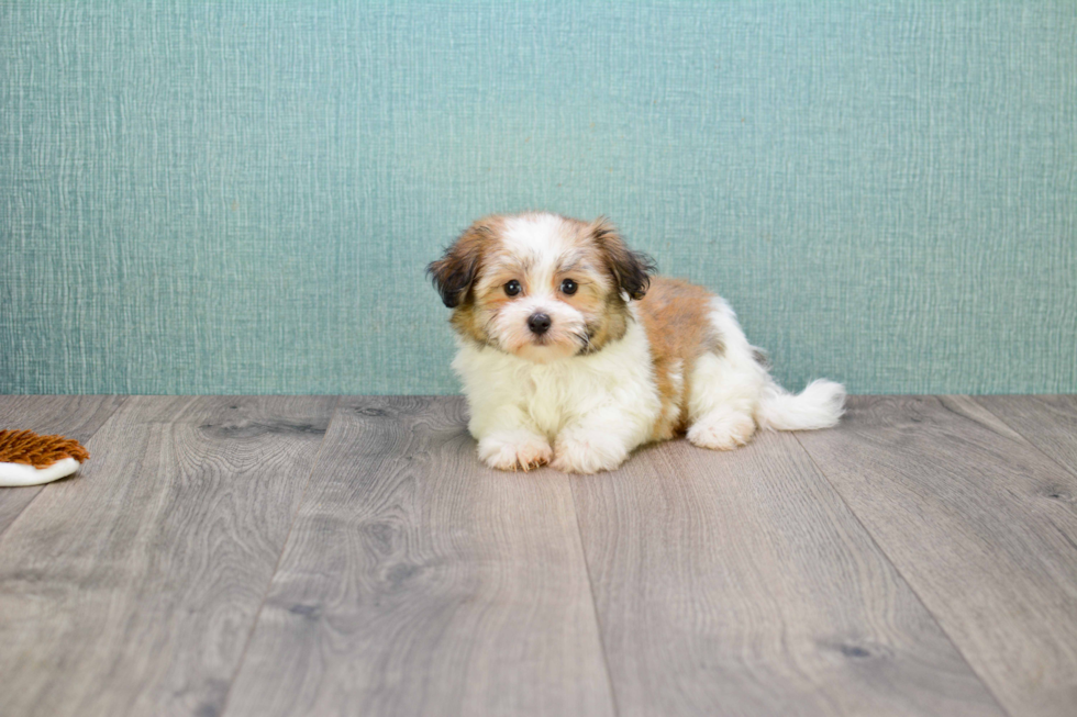 Little Havanese Purebred Pup