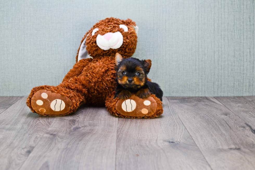 Meet Nugget - our Yorkshire Terrier Puppy Photo 