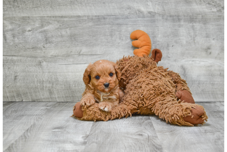 Best Cavapoo Baby