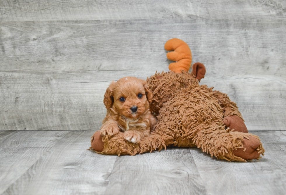 Best Cavapoo Baby