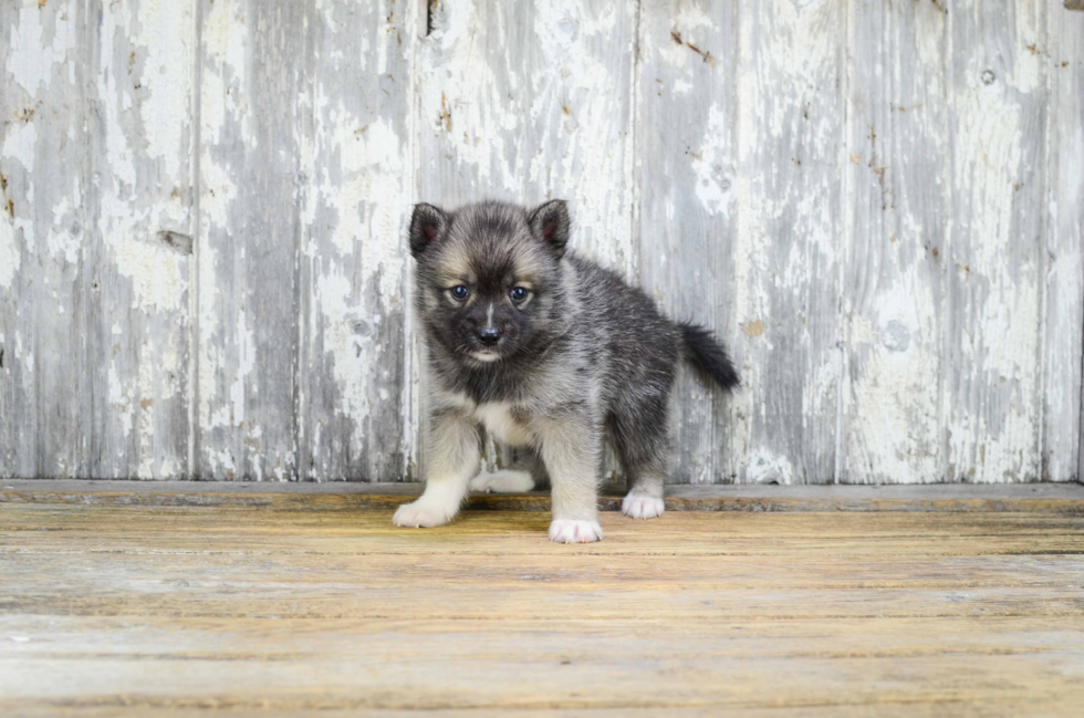 Pomsky Pup Being Cute