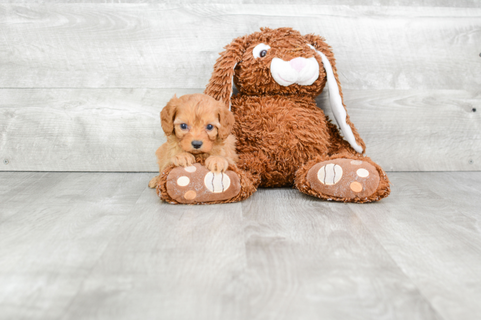 Little Cavoodle Poodle Mix Puppy