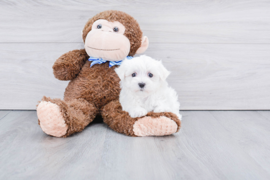 Friendly Maltese Baby