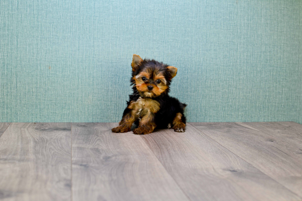 Meet Tinkerbell - our Yorkshire Terrier Puppy Photo 