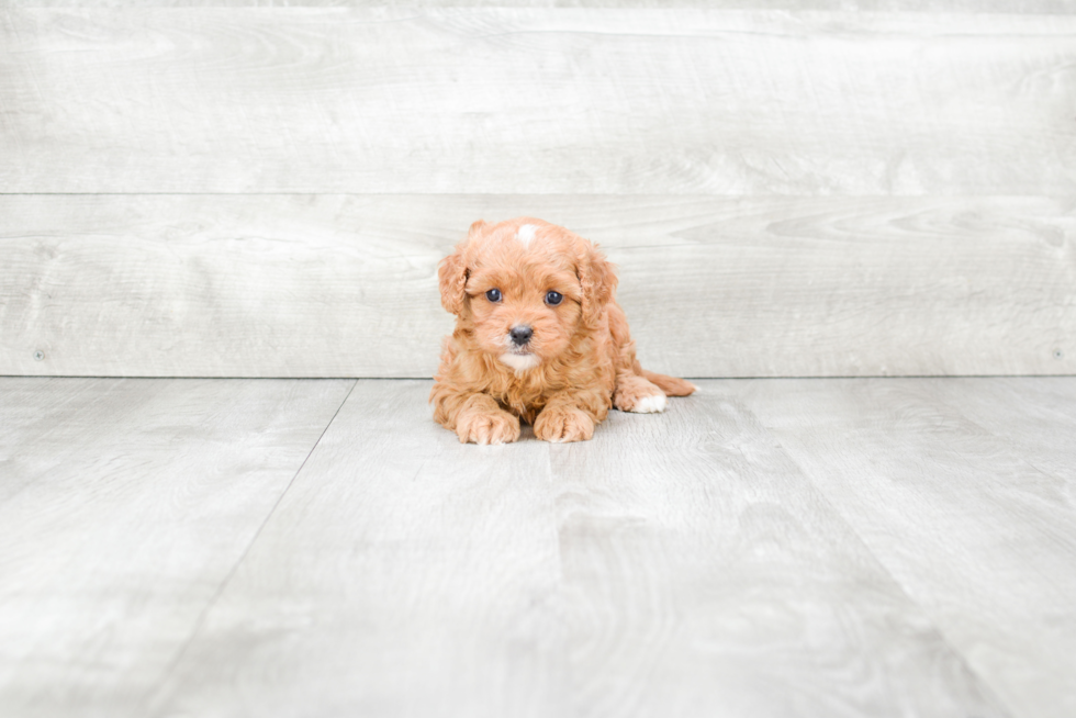 Cavapoo Puppy for Adoption