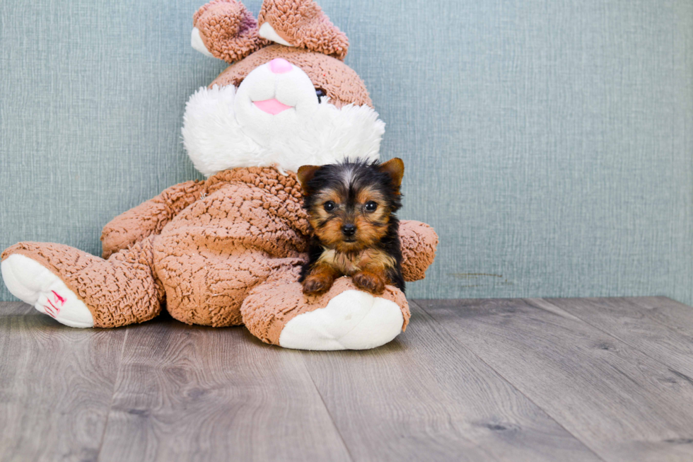 Meet Giselle - our Yorkshire Terrier Puppy Photo 