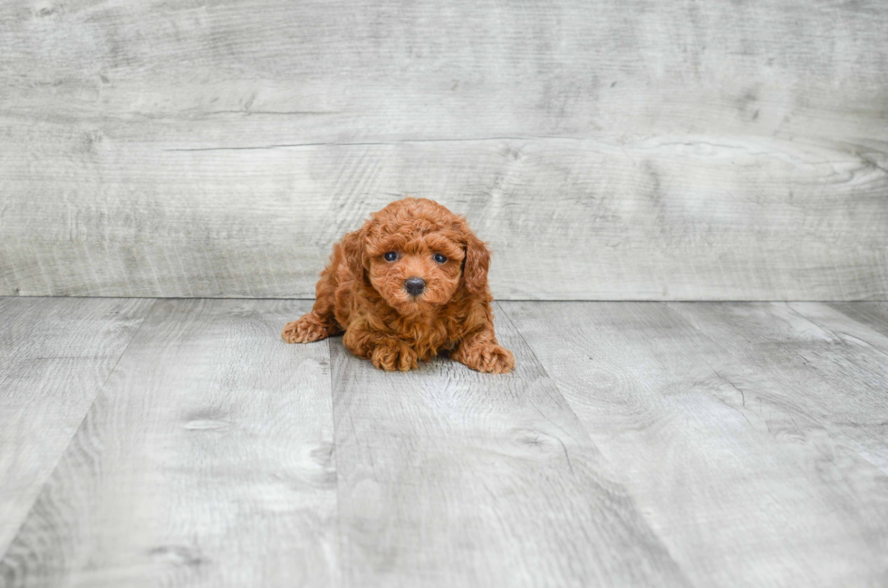 Poodle Puppy for Adoption