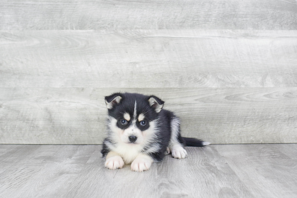 Best Pomsky Baby