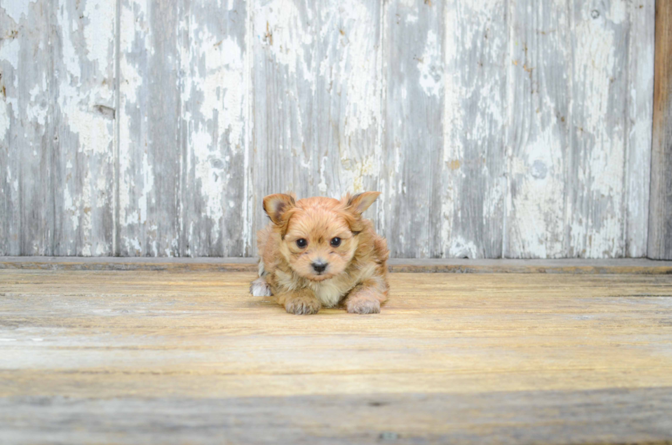 Morkie Pup Being Cute