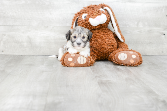 Smart Havanese Purebred Puppy