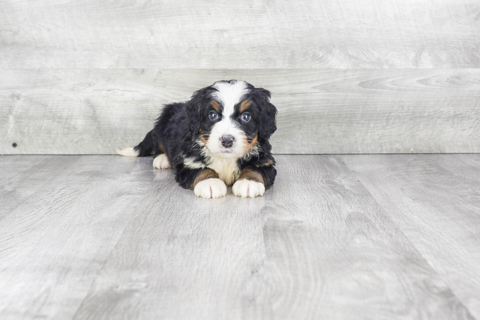 Fluffy Mini Bernedoodle Poodle Mix Pup