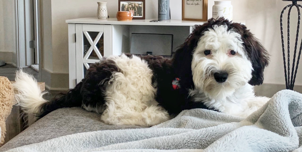 Toy & Mini Sheepadoodle Puppies for Sale | Premier Pups