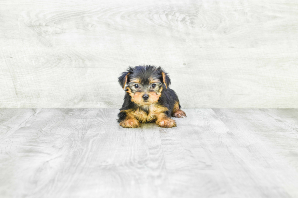 Meet Fiona - our Yorkshire Terrier Puppy Photo 