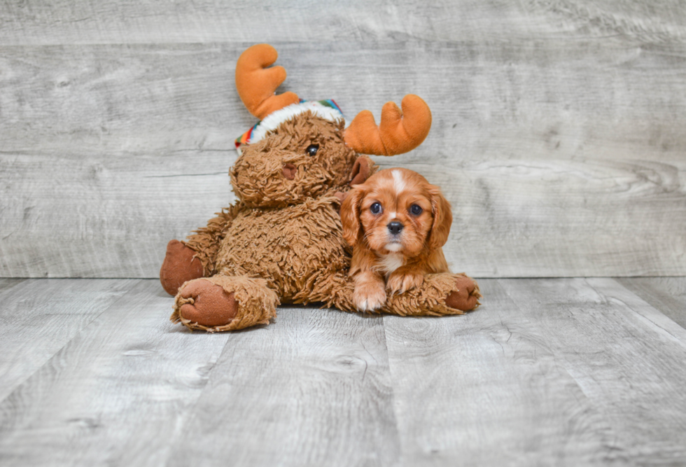 Cavalier King Charles Spaniel Puppy for Adoption