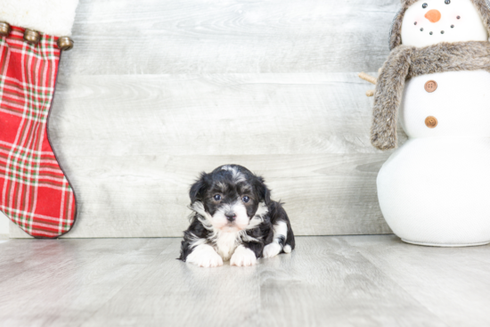 Akc Registered Havanese Purebred Pup