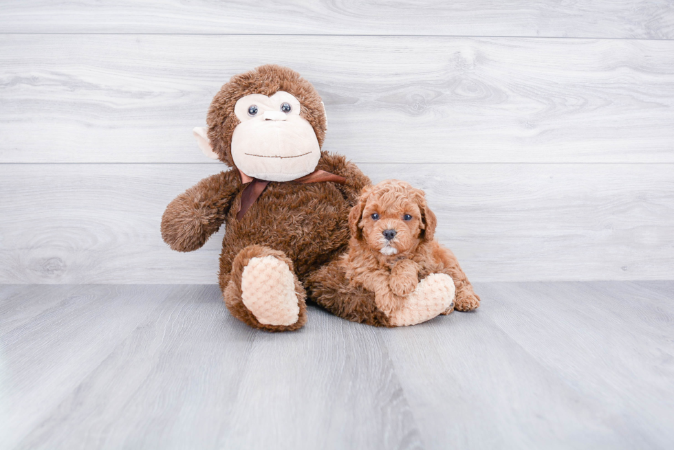 Smart Cavapoo Poodle Mix Pup