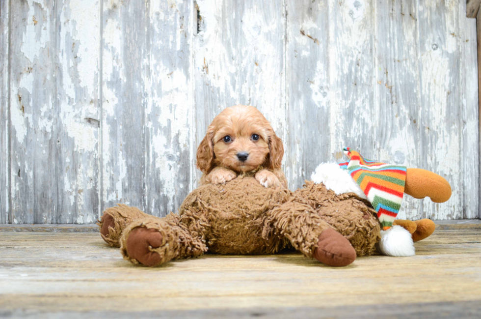 Best Mixed Breed Baby