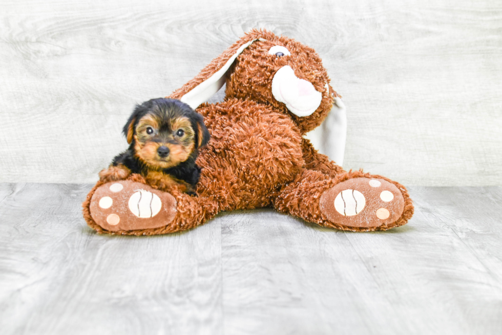 Meet Avery - our Yorkshire Terrier Puppy Photo 