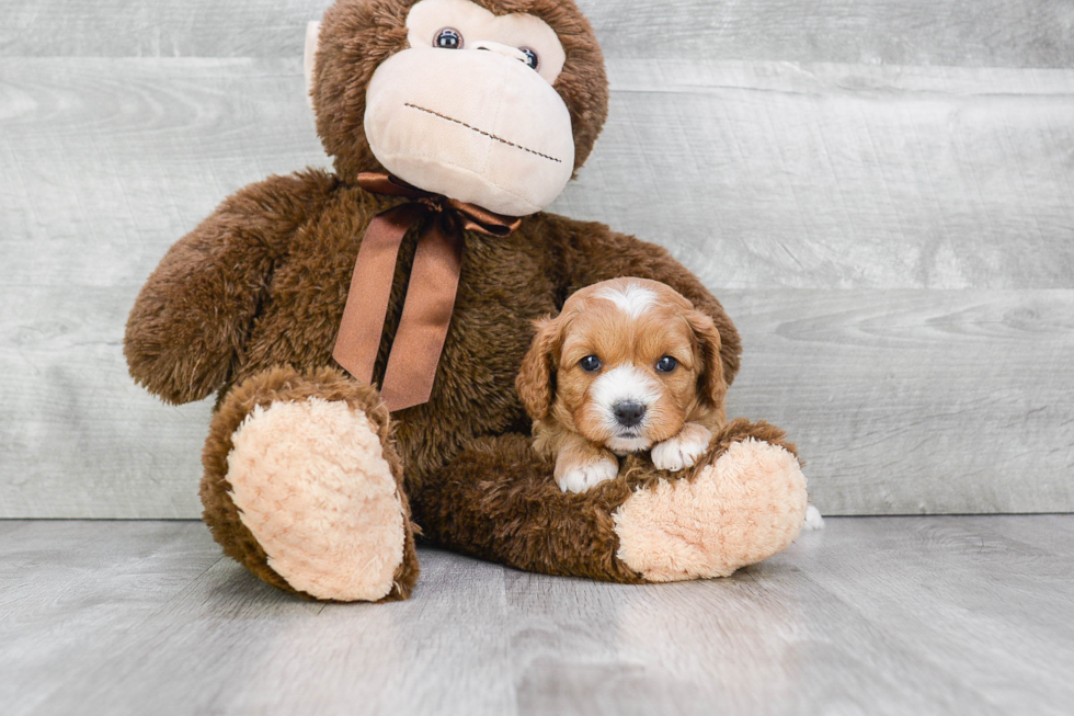 Playful Cavoodle Poodle Mix Puppy