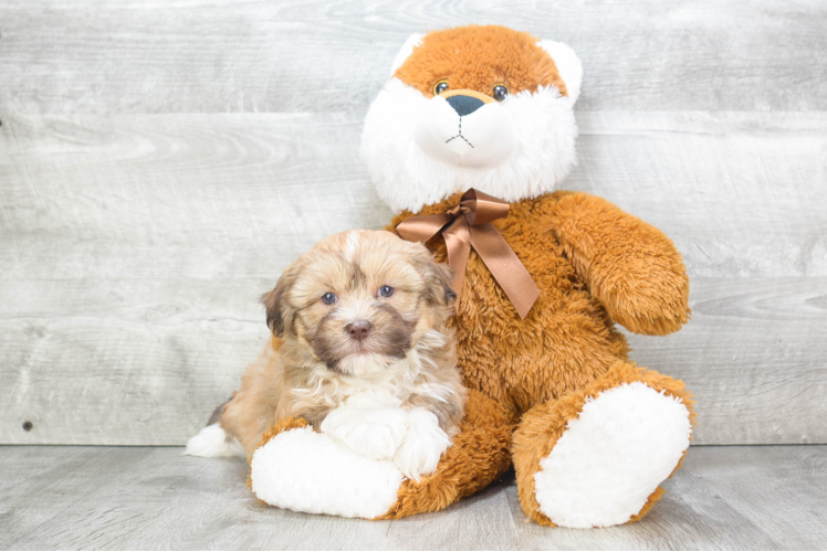 Sweet Havanese Purebred Puppy