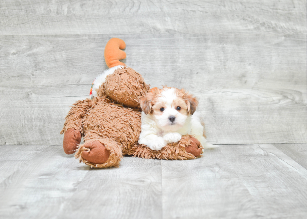 Happy Morkie Baby