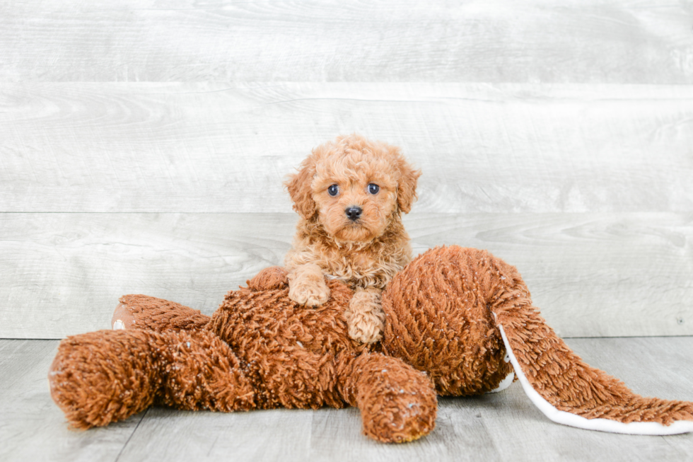 Cavapoo Puppy for Adoption