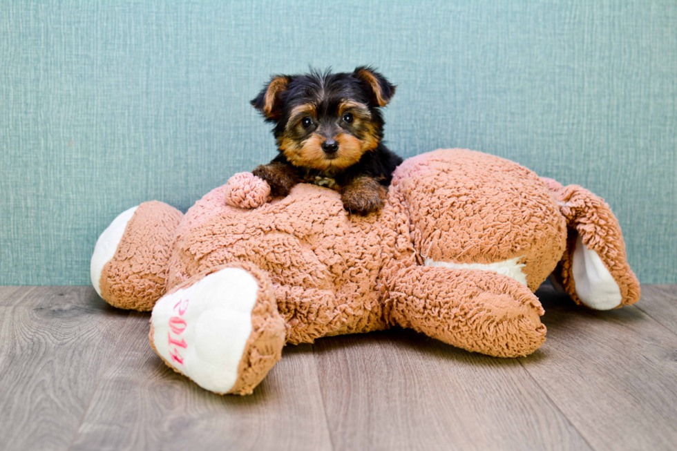 Meet Izzie - our Yorkshire Terrier Puppy Photo 