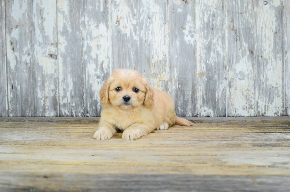 Best Cavachon Baby