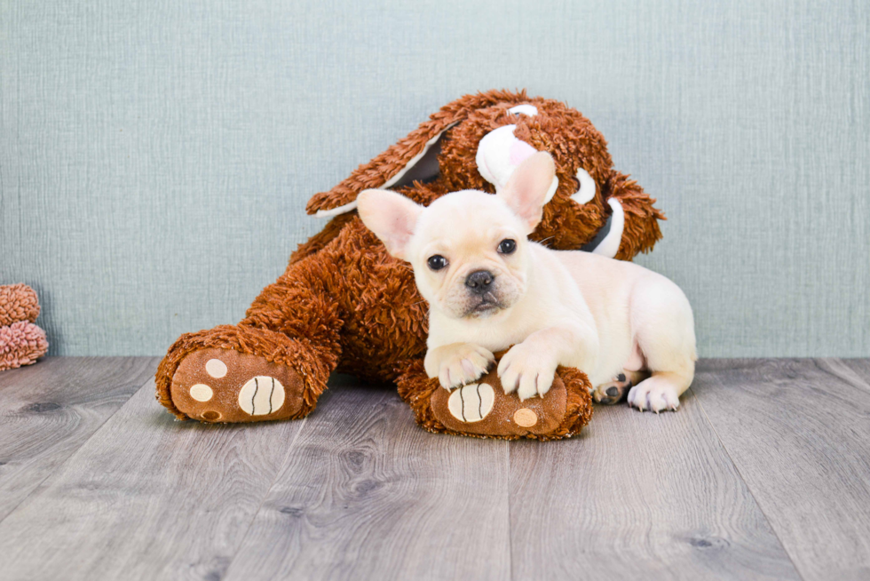 Small French Bulldog Baby