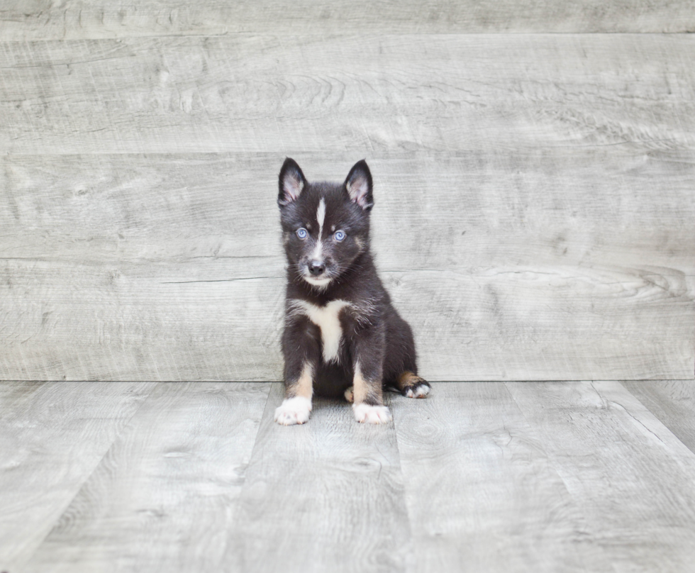 Friendly Pomsky Baby