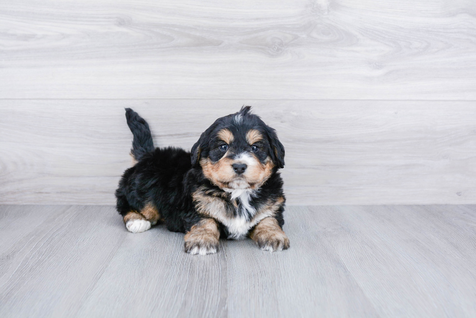 Mini Bernedoodle Pup Being Cute