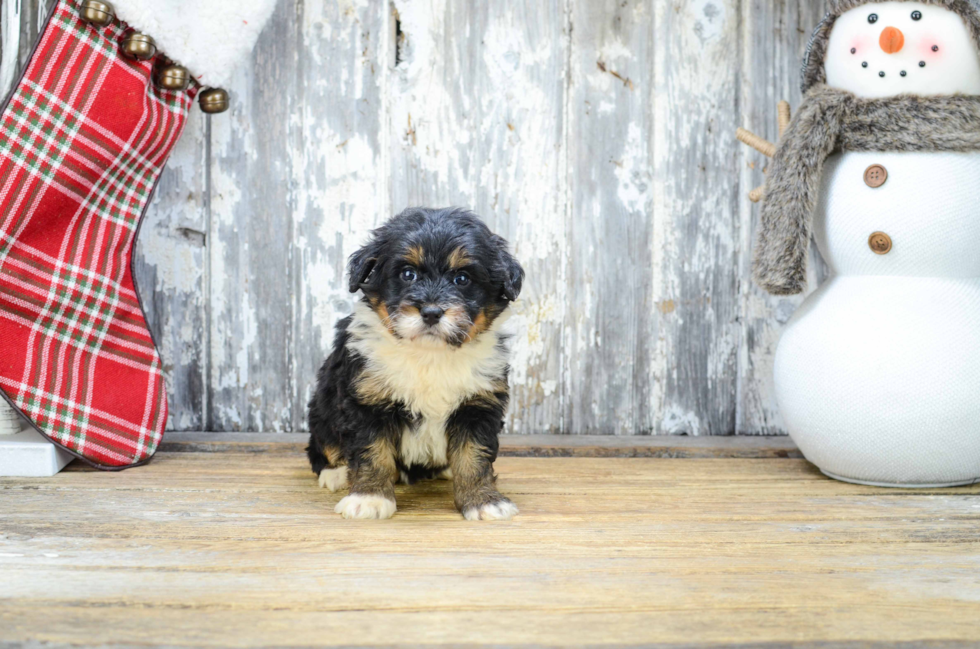 Mini Bernedoodle Pup Being Cute