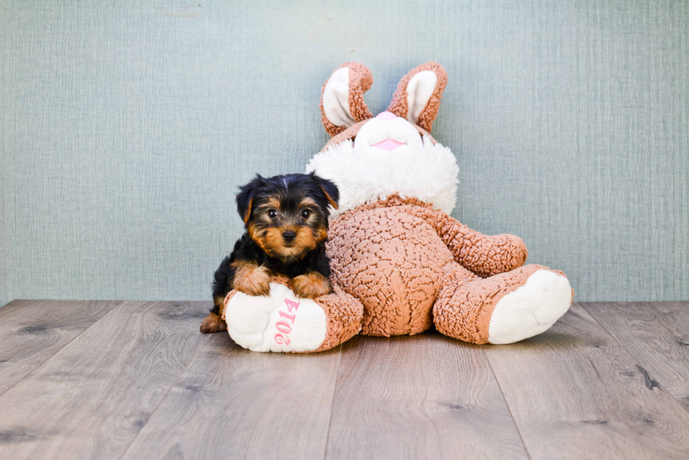 Meet Izzie - our Yorkshire Terrier Puppy Photo 