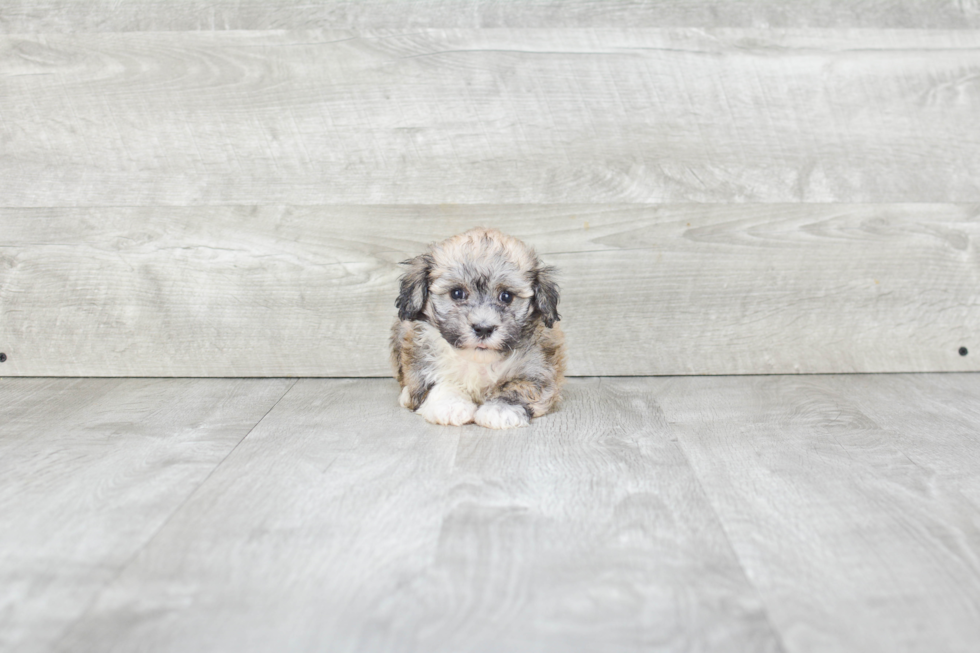 Havanese Pup Being Cute