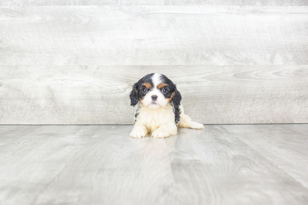 Cavalier King Charles Spaniel Puppy for Adoption