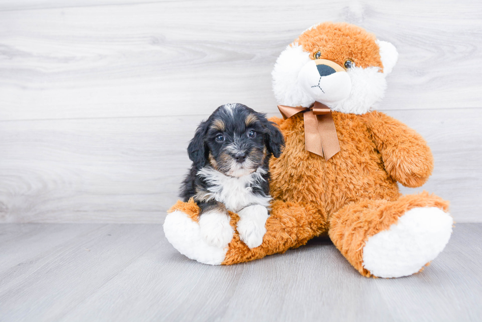 Best Mini Bernedoodle Baby