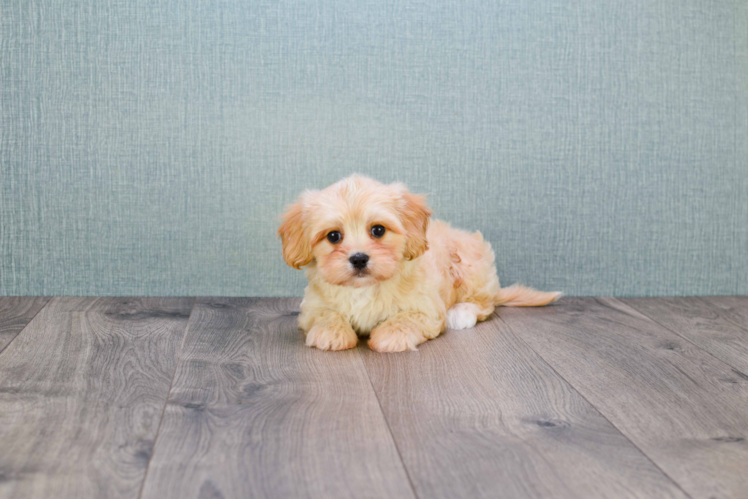 Best Cavachon Baby