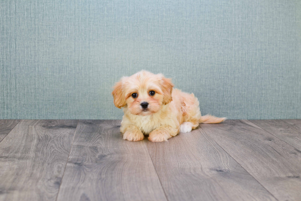 Best Cavachon Baby