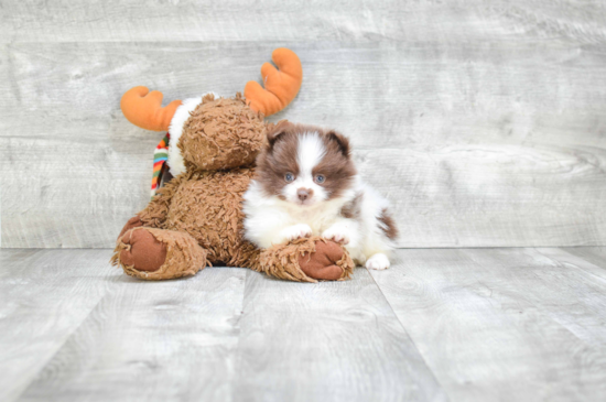 Little Pomeranian Baby