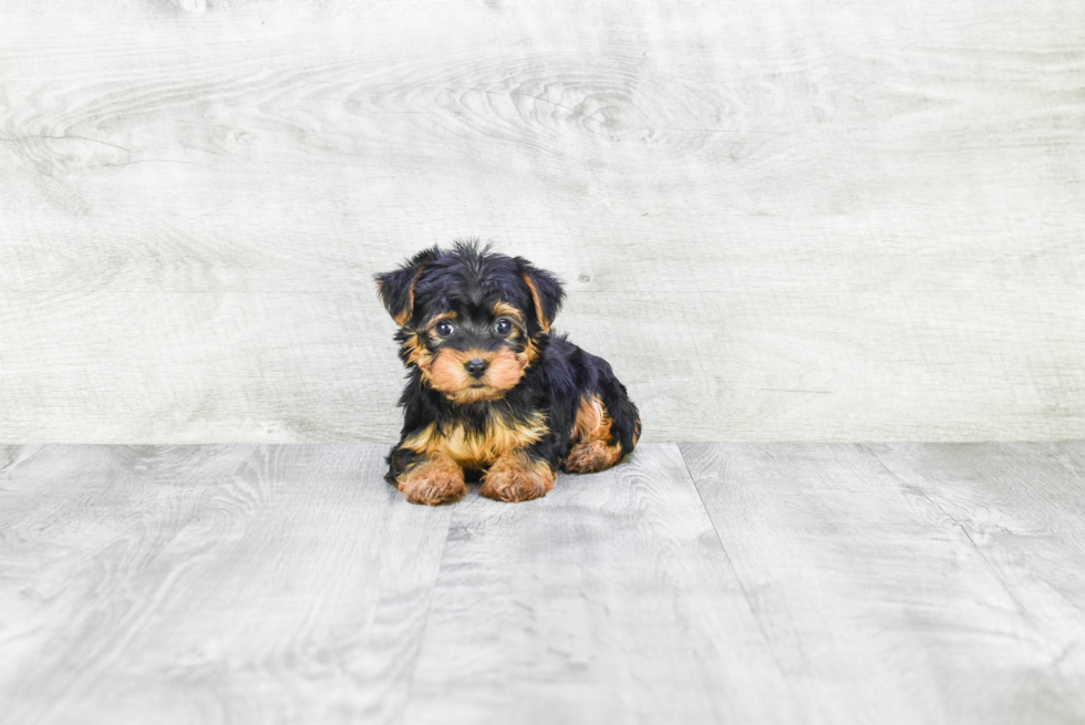 Meet Zoro - our Yorkshire Terrier Puppy Photo 