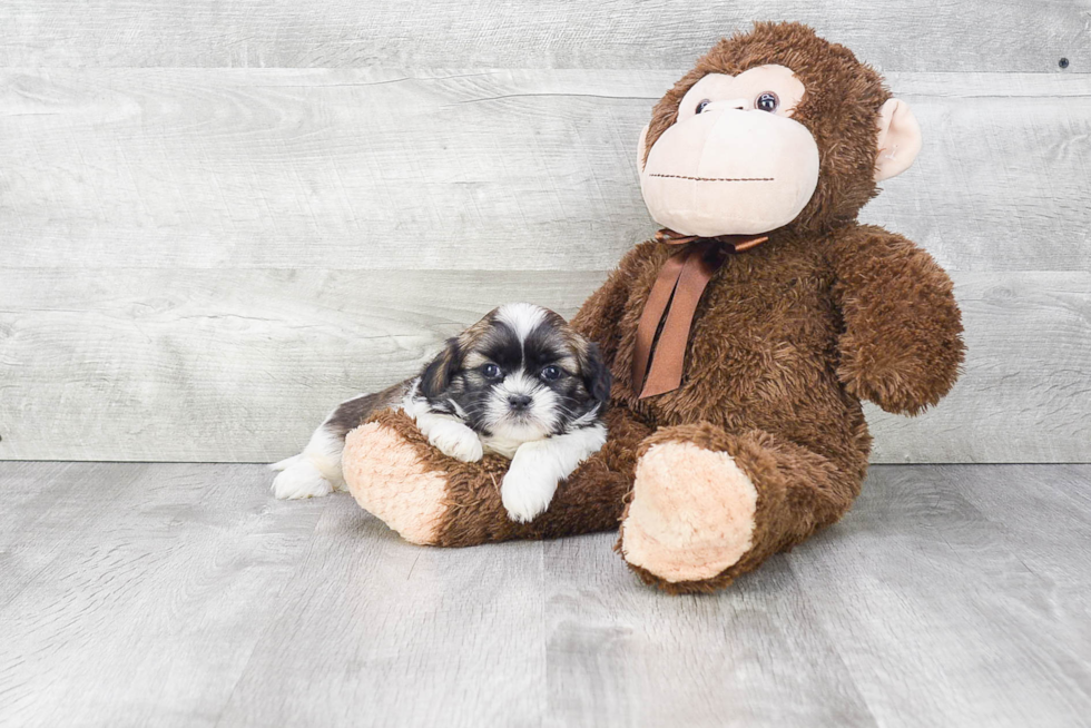 Teddy Bear Puppy for Adoption